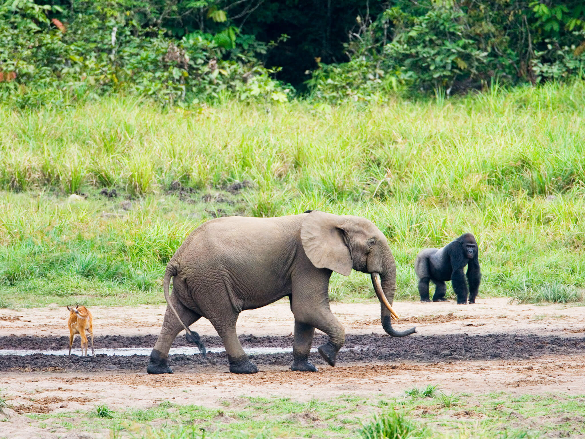 DG_Category_Libreville