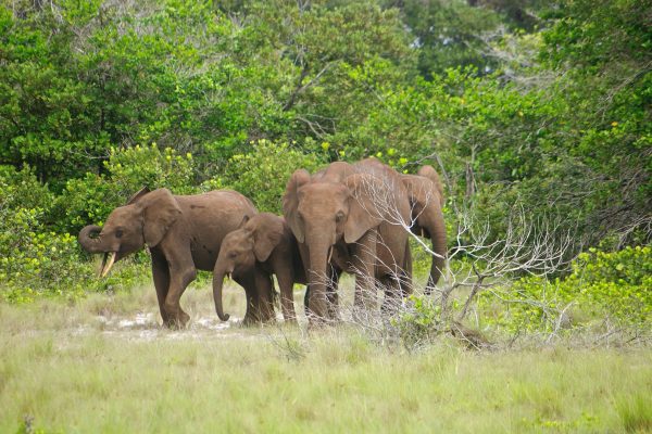 DG_Category_Loango National Park