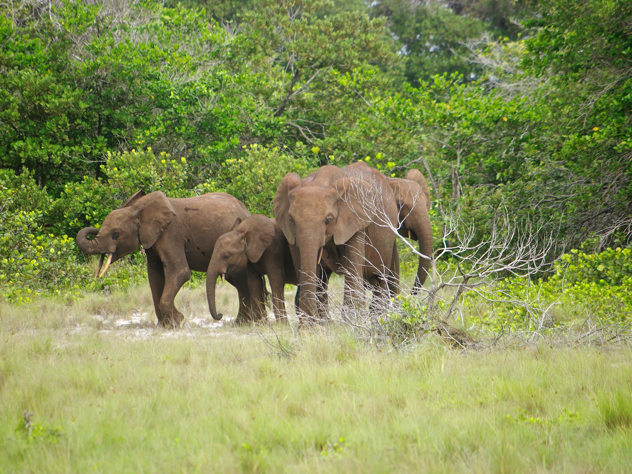 DG_Category_Loango National Park